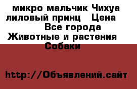 микро мальчик Чихуа лиловый принц › Цена ­ 90 - Все города Животные и растения » Собаки   